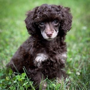 Meet your Posher, Bridget